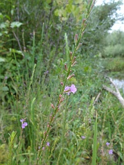 lythrum californicum